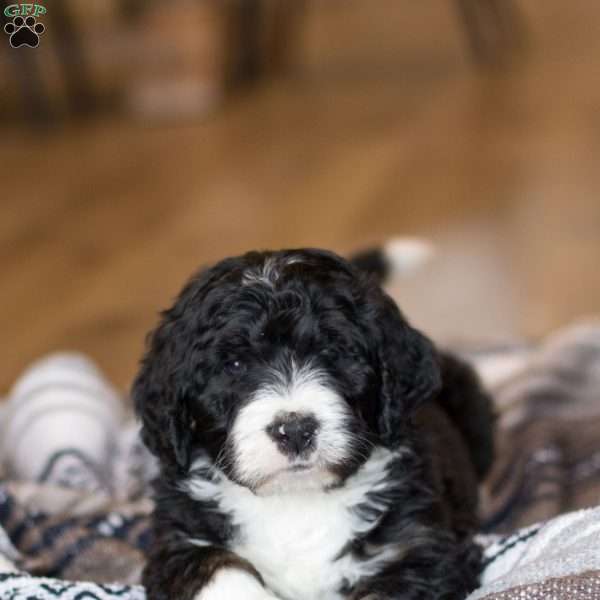 Banks, Bernedoodle Puppy